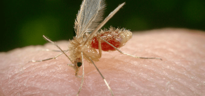 Over 70,000 cases of Leishmaniasis Appear during Ramadan in Syria