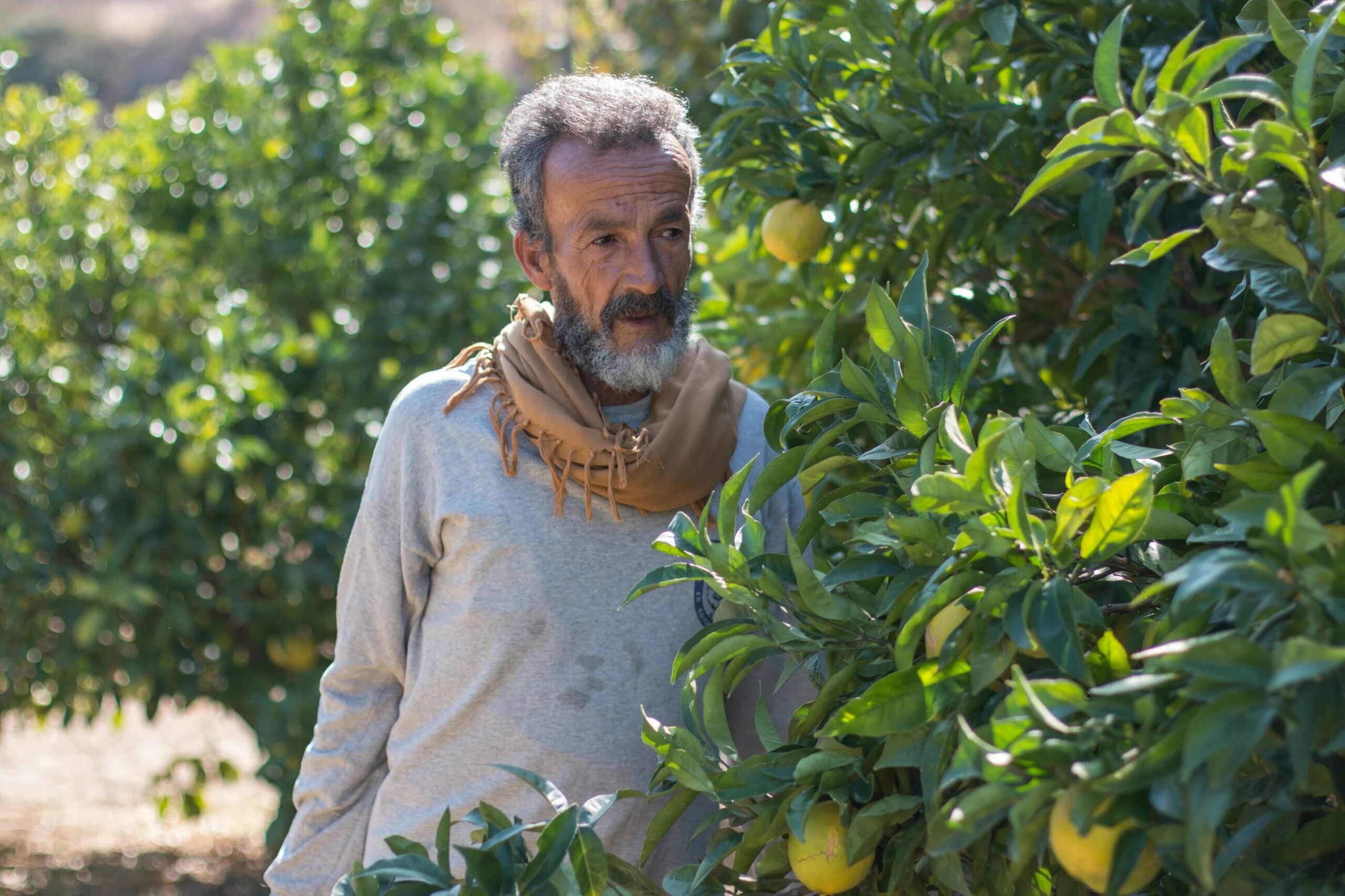 Citrus Surplus and Systemic Deficiencies Strains Syria’s Coastal Farmers
