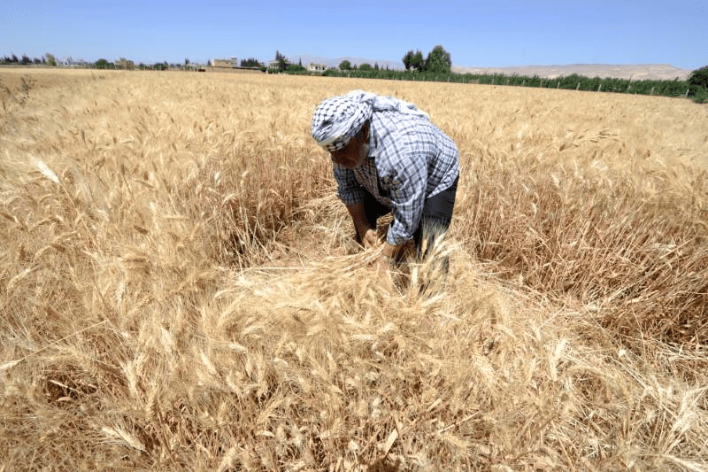 Assad Regime Backtracks on Promises made to Farmers on Necessities for Wheat Irrigation