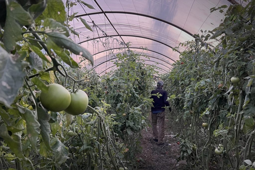 Protected Agriculture Strengthens Food Security in Tartous