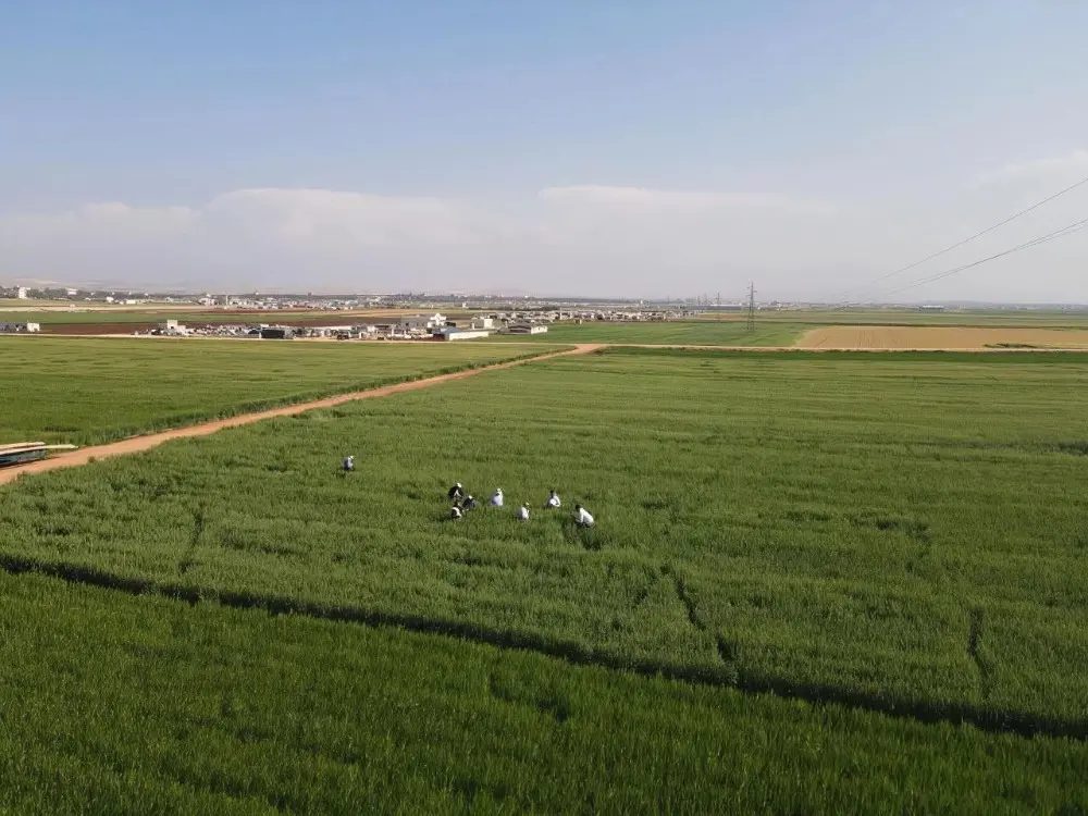 Wheat Cultivation Reaches 80,000 Hectares as Rainfall Exceeds Average