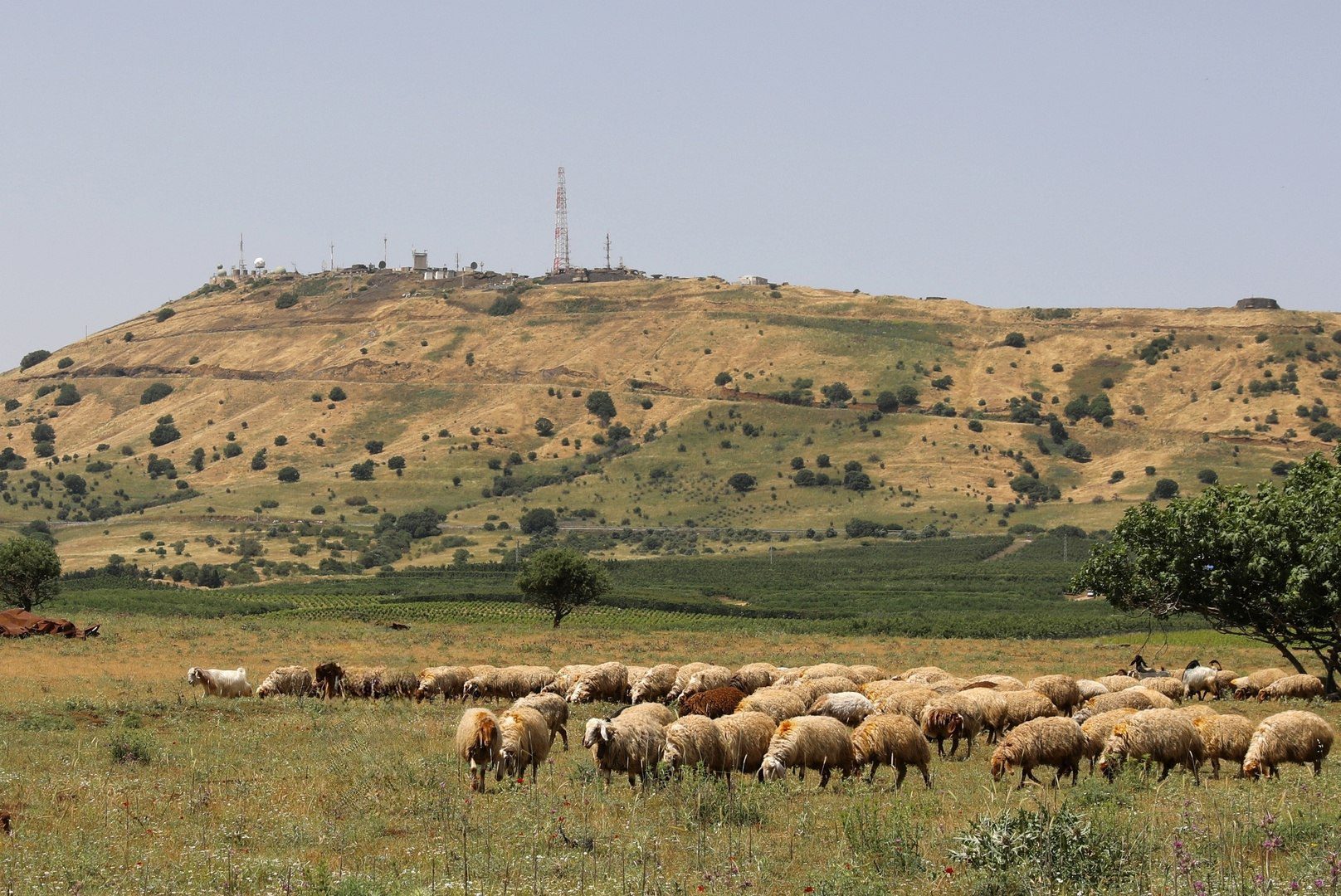 Return of Pastures Signals Livestock Revival in Hasakah