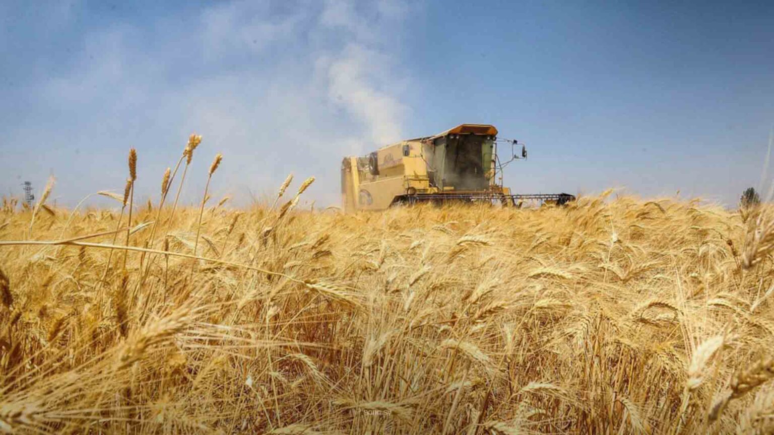 Syria’s Wheat Cultivation Sees Major Improvement This Season